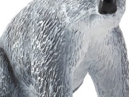 Коала